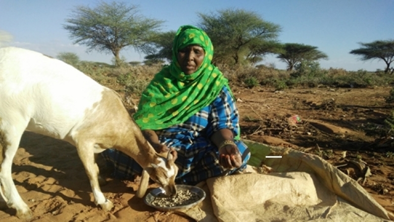 Osman Cise Mohamed, farmer and entrepreneur in Bari Region, Somalia, 2017.