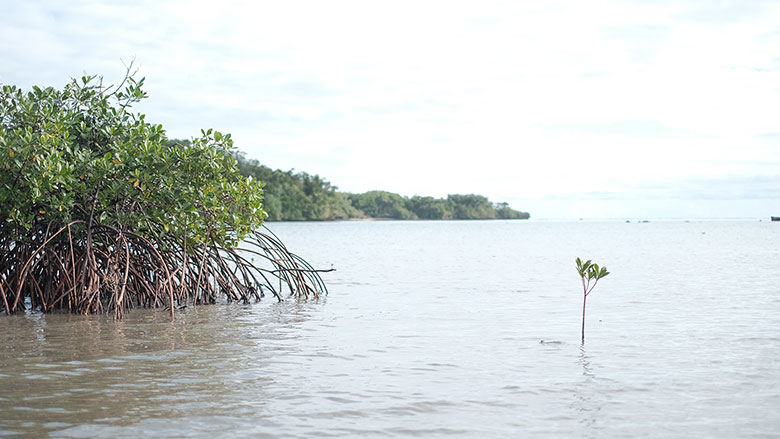 Mangroves at Waivunia Marine Park.