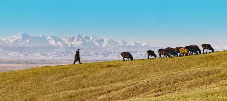 Global warming affects villagers' way of life. The arid climate means that people must graze their sheep higher and higher in the mountains, where the grass is better than in the lowlands. Photo Credits: Marat Sayranbaev (Kyrgyz Republic).