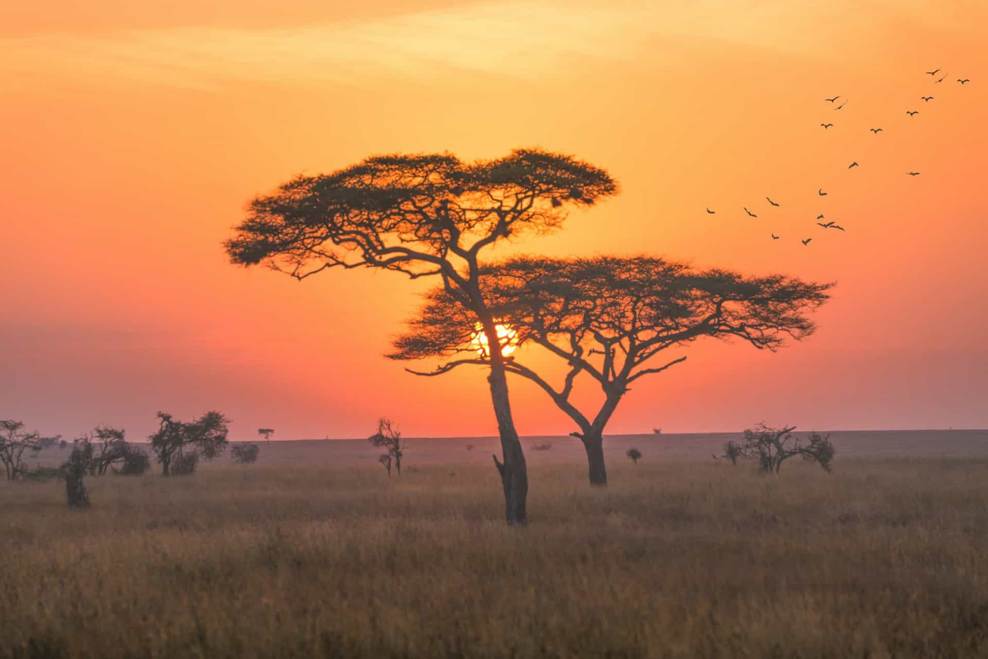 Two trees stand in front of a colorful sunset on a plain in Kenya