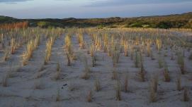 Sand dune fixation