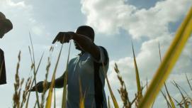 A farming area in Mozambique.