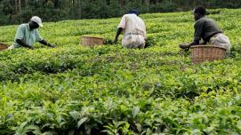 Farmers harvest their crops near Kisumu, Kenya