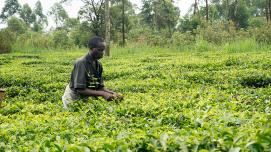The Africa Disaster Risk Financing Initiative supports agriculture insurance programs which unlock critical assess to credit for low-income farmers in Kenya, as well as in Uganda and Rwanda. Photo Credit: World Bank