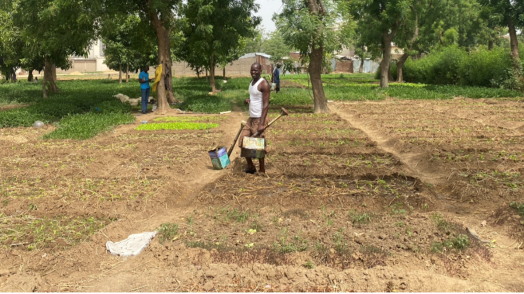 Promoting Nature-Based Solutions in N’Djamena, Chad