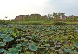 Assessing the Benefits and Costs of Nature-Based Solutions for Climate Resilience: A Guideline for Project Developers